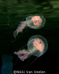 Jellyfish and reflection taken at Ras Umm Sid on a night ... by Nikki Van Veelen 